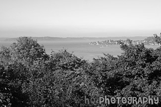 Fall Trees Overlooking Commencement Bay black and white picture