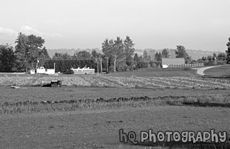 Pumpkin Patch in a Field black and white picture