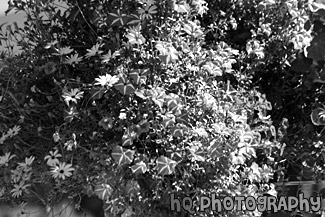 large version