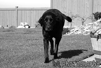 Black Lab Running on Grass black and white picture