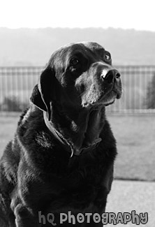 Dog Looking in the Door black and white picture