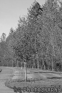 Autumn Sidewalk Trees black and white picture