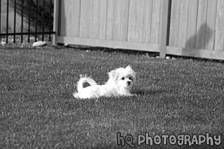 Maltese Puppy Laying on Grass black and white picture