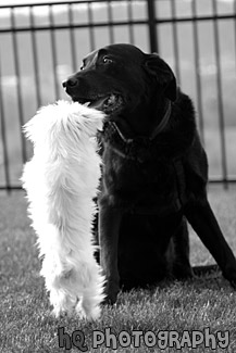 Maltese Standing Up to a Black Lab black and white picture