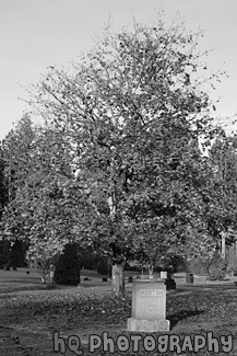 Autumn Tree in Graveyard black and white picture