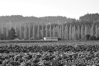 Farm in the Fall black and white picture