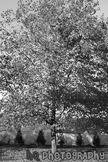 Autumn Maple Tree black and white picture