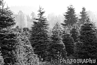 Christmas Trees Outside black and white picture