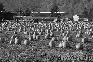 Pumpkin Farm black and white picture