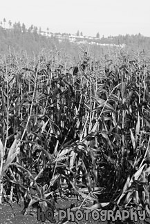 Corn Crops Growing in a Field black and white picture