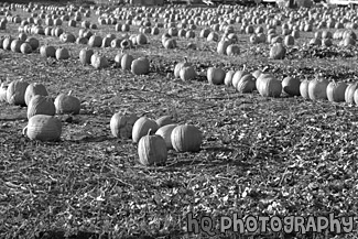 Rows of Pumpkins on Farm black and white picture