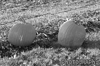 Pumpkins on Grass black and white picture