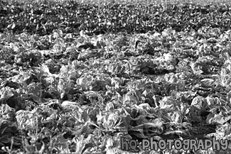 Cabbage on a Farm black and white picture