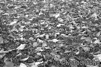 Autumn Leaves Covering Grass black and white picture