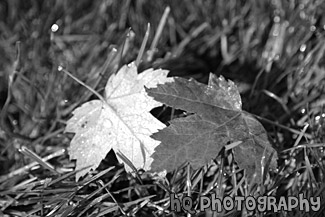 Leaves on Grass Close Up black and white picture