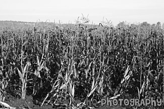 Rows of Corn Stalks black and white picture