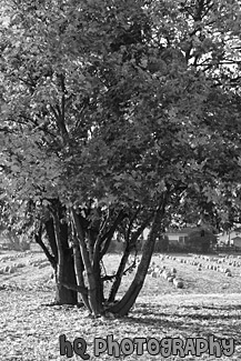 Autumn Tree & Pumpkin Farm black and white picture