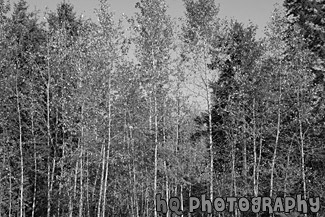 Fall Colored Trees black and white picture