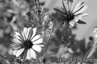 Purple Flowers Up Close black and white picture