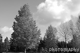 Fall Trees & Blue Sky black and white picture