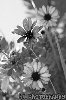 Scenic Purple Flowers black and white picture