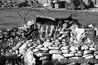 Close Up of a Pond black and white picture