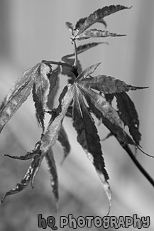 Red Autumn Leaf black and white picture