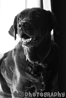 Adult Black Lab Dog black and white picture