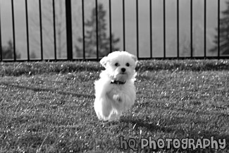 Maltese Puppy Sprinting to the Camera black and white picture