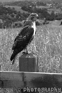 Profile of a Hawk black and white picture