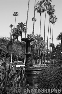 Fountain at Will Rogers Memorial Park black and white picture