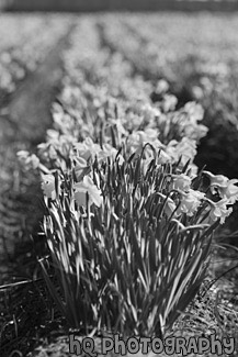 Daffodils Row black and white picture