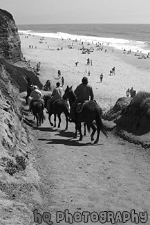 Horses Heading to the Beach black and white picture