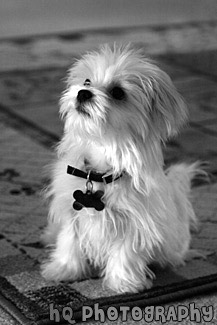 Maltese Puppy Sitting Obediently black and white picture
