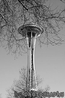 Tree Branches in Front of Space Needle black and white picture