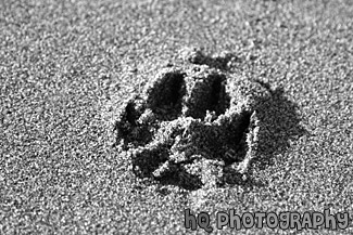 Dog Footprint black and white picture