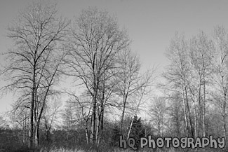 Leaf-Less Trees black and white picture