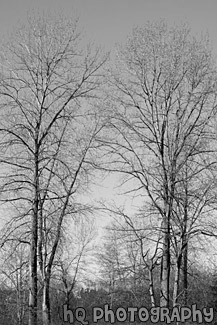 Seasonal Trees black and white picture