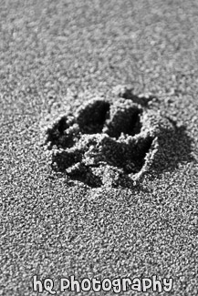 Paw-Print black and white picture