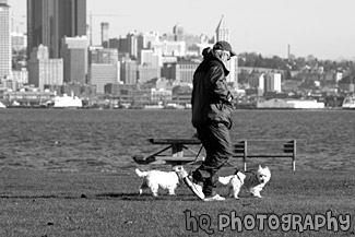 Man Walking Dogs black and white picture