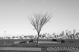 Seattle, Tree & Blue Sky black and white picture