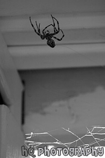 Big Brown Spider black and white picture