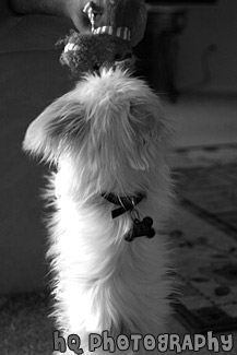 Puppy Standing for Toy black and white picture