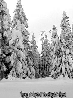 Snow Piled on Trees black and white picture