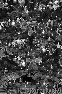 Christmas Tree Close Up black and white picture