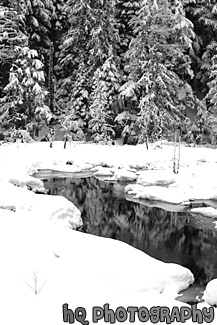 Snow Scene at Longmire, Wa black and white picture