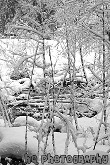 Snow on Trees & Branches black and white picture