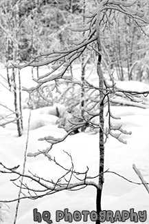 Tree Branch & Snow black and white picture
