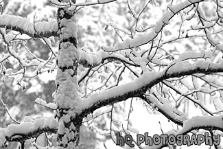 Snowy Tree Branches black and white picture