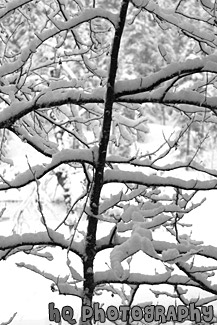 Snow Covered Tree Branches black and white picture